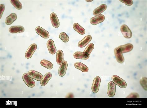 Prevotella bacteria, illustration Stock Photo - Alamy