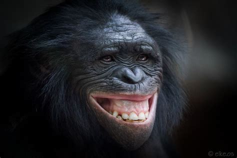 happy Bonobo by elke.os - Photo 90577355 - 500px