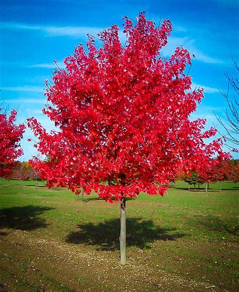 Red Sunset Maple Tree | Tuin bomen, Schaduwbomen, Tuin