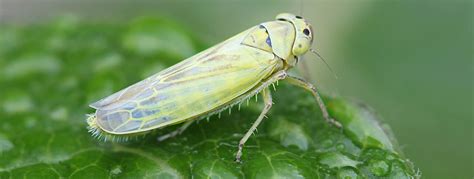 Leafhopper Habitat