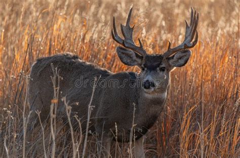 A Mule Deer Buck with Palmated Antlers Stock Photo - Image of fall ...