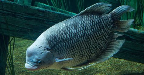 Giant Gourami · Tennessee Aquarium