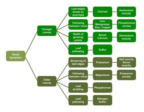 Nutrient Deficiencies in Plants | Extension | West Virginia University