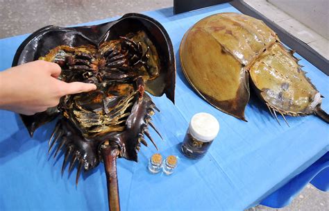 Horseshoe Crab’s Blue Blood Is Worth $60,000 Per Gallon; Here’s Why ...