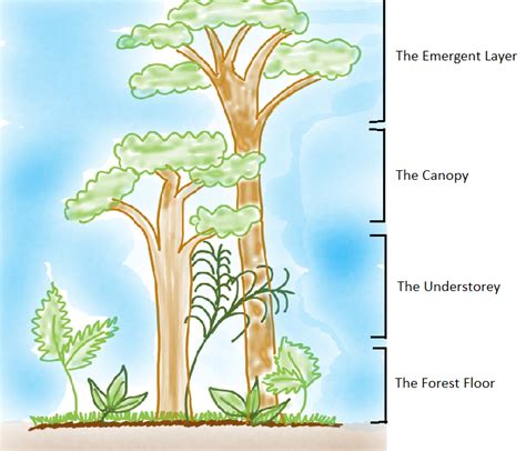 Canopy Trees Diagram