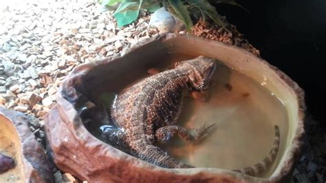 Why Is My Bearded Dragon Digging In Her Water Bowl? - XO My Pets