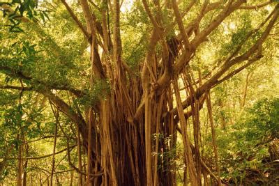 Banyan Tree Care | Home Guides | SF Gate