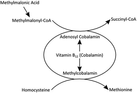 Methylmalonic Acid Analysis Service - Creative Proteomics