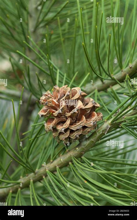 Bunges Kiefer (Pinus bungeana Stock Photo - Alamy