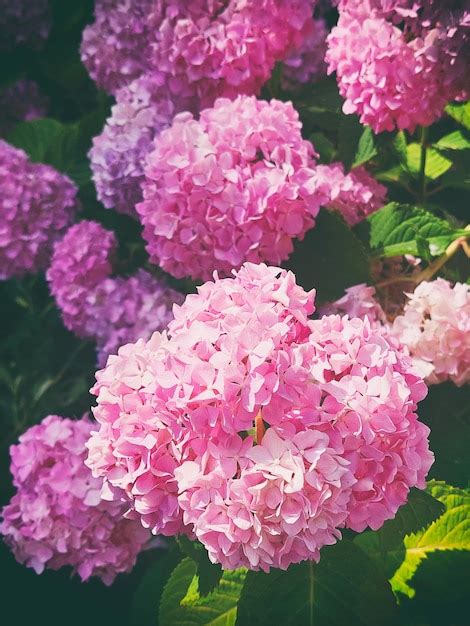 Premium Photo | Hydrangea pink flowers