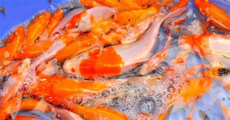 Is Koi Fish Farming Profitable? - Backyard Pond Ideas and Supplies