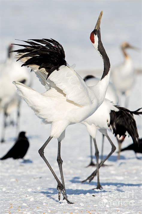 Red-Crowned Crane Dance Photograph by Natural Focal Point Photography