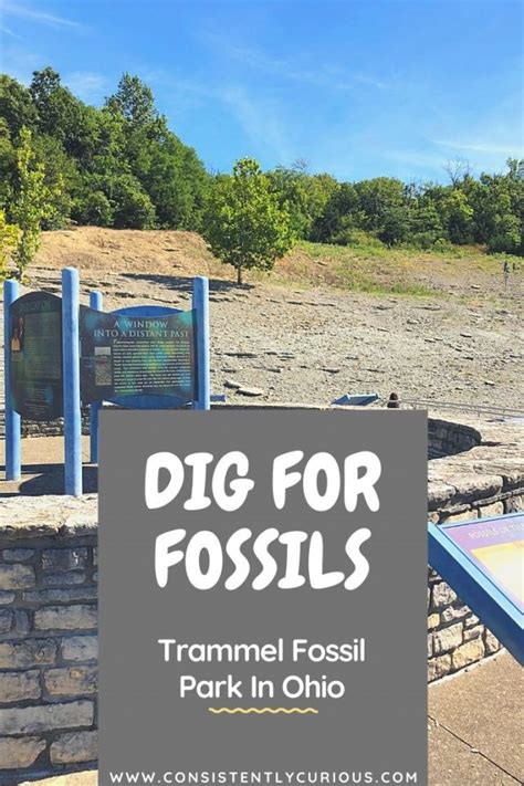 A Guide To Trammel Fossil Park In Ohio • Consistently Curious