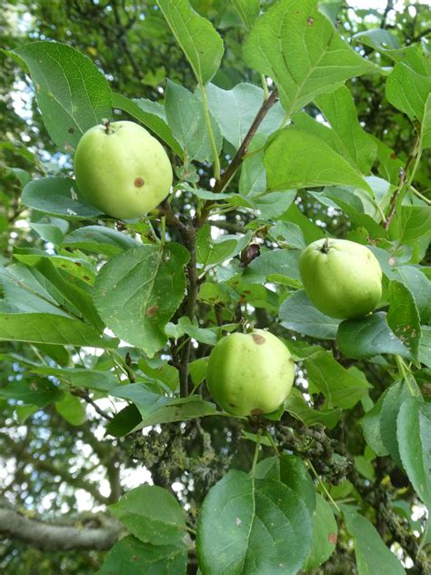 Malus sylvestris - Trees and Shrubs Online