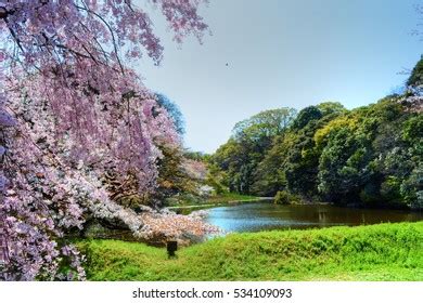 Imperial Palace Cherry Blossoms Tokyojapan Stock Photo 534109093 ...