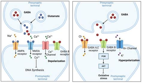 IJMS | Free Full-Text | Gamma-Aminobutyric Acid Signaling in Damage Response, Metabolism, and ...