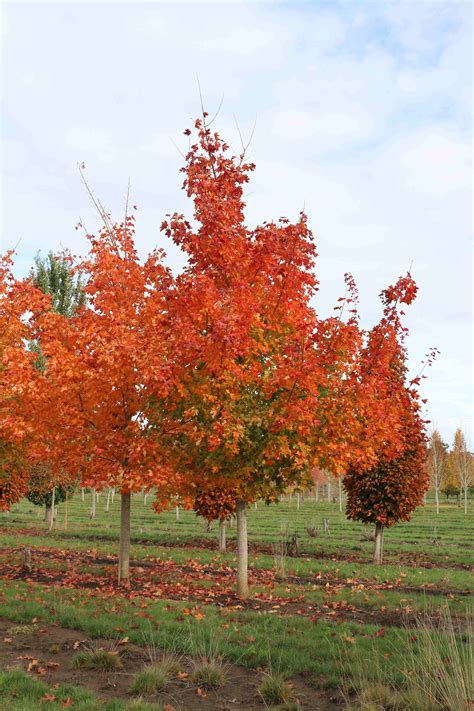 acer-truncatum-pacific-sunset-bb-fall-color-10-23-2016-10-00-17-pm-3648×5472