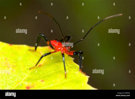 Reduviidae Assassin bug Stock Photo - Alamy