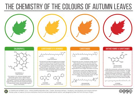 La química que cambia el color a las hojas