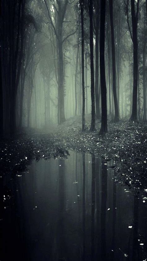 Dark Misty Forest Wallpapers - Top Free Dark Misty Forest Backgrounds ...