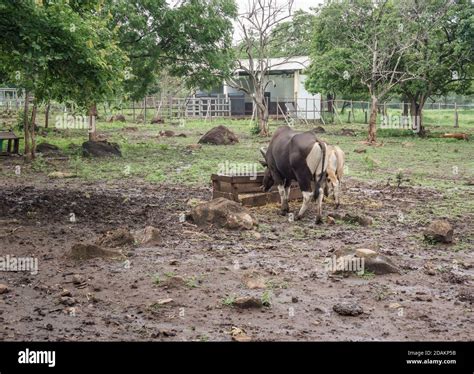 Baluran National Park Banyuwangi Indonesia Stock Photo - Alamy