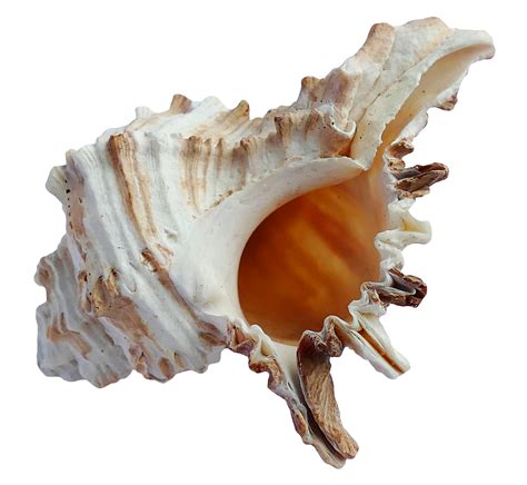 Sea Ocean Shell PNG Image - PurePNG | Free transparent CC0 PNG Image ...