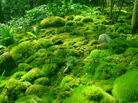 Free photo: Carpet from moss - Moss, Rock, Stone - Free Download - Jooinn