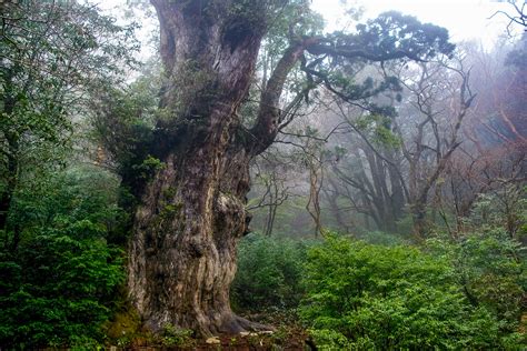 Jomon Sugi Hiking Guide, Yakushima - Tourist in Japan