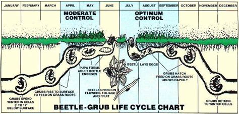 ProLawn Grub Control | Call (800) 776-5296 | ProLawn