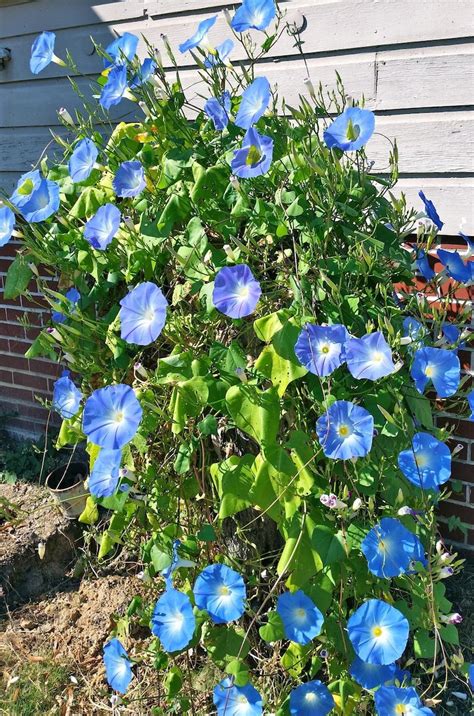 Heavenly Blue Morning Glory Seeds Ipomoea Tricolor USA - Etsy