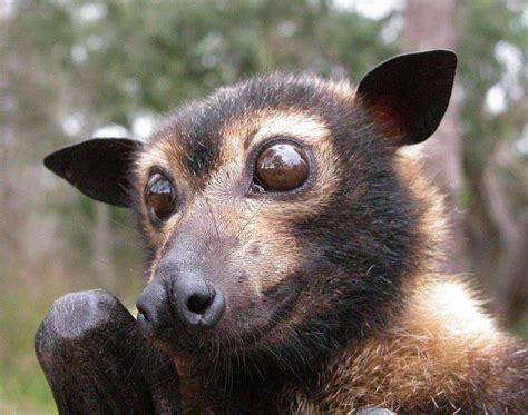 Largest Flying Fox Bat