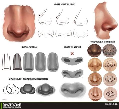 17 Best images about Anatomy - Nose on Pinterest | Time sayings, Close ...