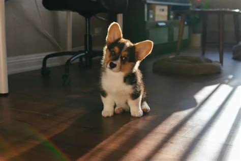 Border Collie Corgi Mix. Is It A Good Dog?