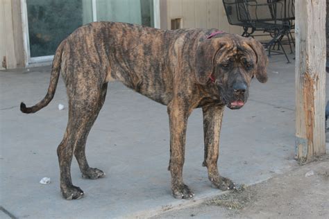 This is Deliliah who is Great Dane & Mastiff..weighing in at 166 and ...