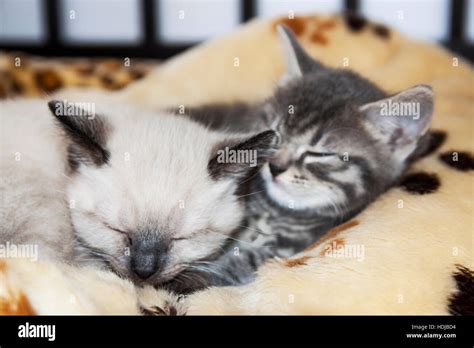 Two young kittens sleeping together on a fluffy blanket Stock Photo - Alamy