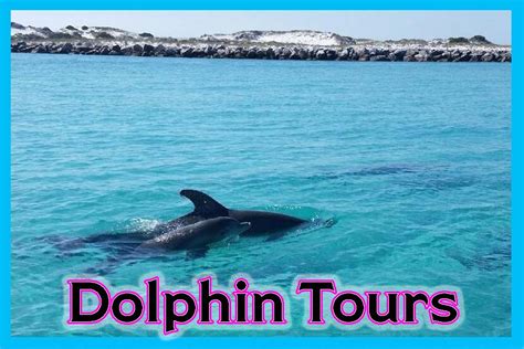 Pontoon Boat Rentals - Shell Island Dolphin Tours - Boat Rentals