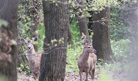 Hangul, the rare Kashmir deer, may soon go extinct - INDIA New England News