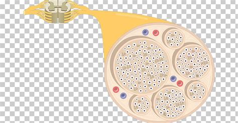 Nerve Fascicle Anatomy Multipolar Neuron Nervous System PNG, Clipart, Anatomy, Axon, Body ...