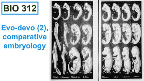 Comparative Embryology Biology Definition