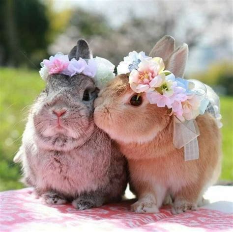 bunnies are adorable!http://bit.ly/30mFWw2 | Baby animals super cute, Cute animals, Cute bunny ...