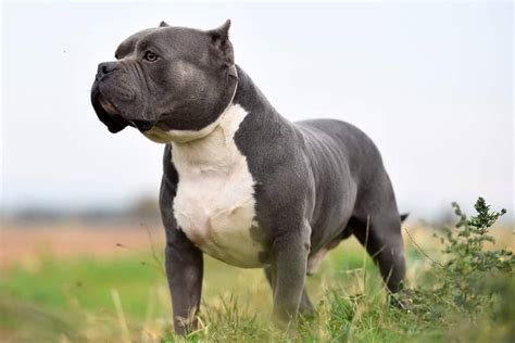 15+ Muscular Dog Breeds in the World (With Images) | Pets Nurturing