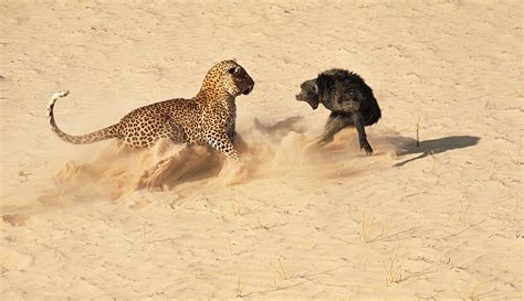 The Leopard and the Baboon: Anatomy of a Classic (Staged) LIFE Photo