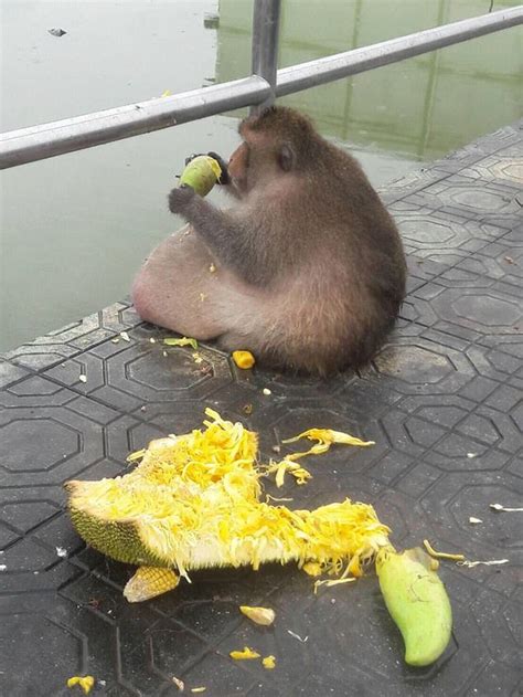 Monkey dubbed Uncle Fatty feared dead after vanishing from Thai fat ...