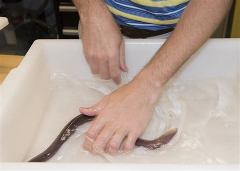 DVIDS - Images - Hagfish Slime [Image 6 of 11]