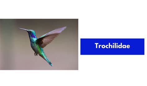 Exotic Birds Names And Pictures | PDF - GrammarVocab