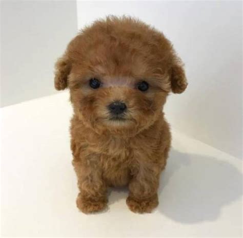 teacup toy cute Poodle Puppies for adoption - Columbus - Animal, Pet