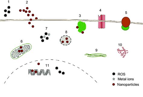 Targets for cytotoxicity of nanoparticles (NPs). Notes: NPs may act... | Download Scientific Diagram