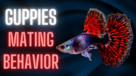 Guppies Mating Behavior – Guppy Fish Breeding Ritual - YouTube