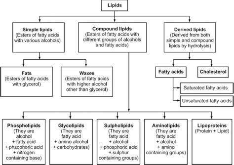 What is Lipids - Solution Parmacy