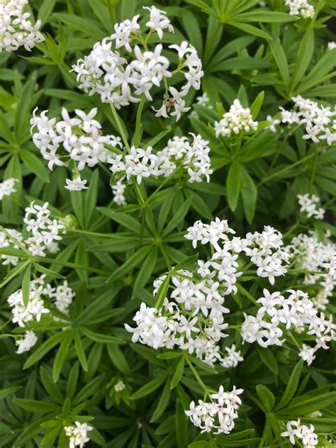 Buy Sweet Woodruff Plants | Galium | Stadler Nurseries